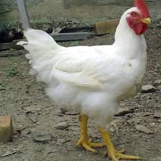 Premium Quality Broilers Stock